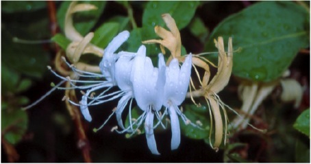 ../_images/honeysuckle.jpg